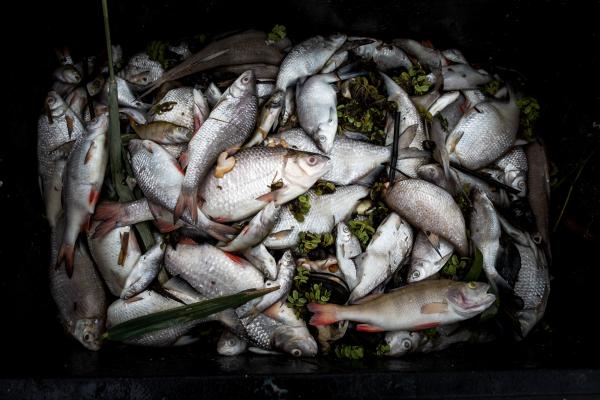 HOME  - Fish mortality in Oder river for NEUE ZUERCHER ZEITUNG