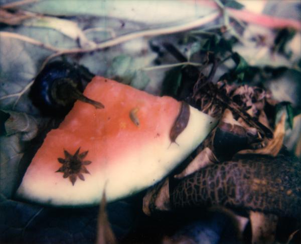 Image from Tucked into the Garden Bed - Watermelon Rind
