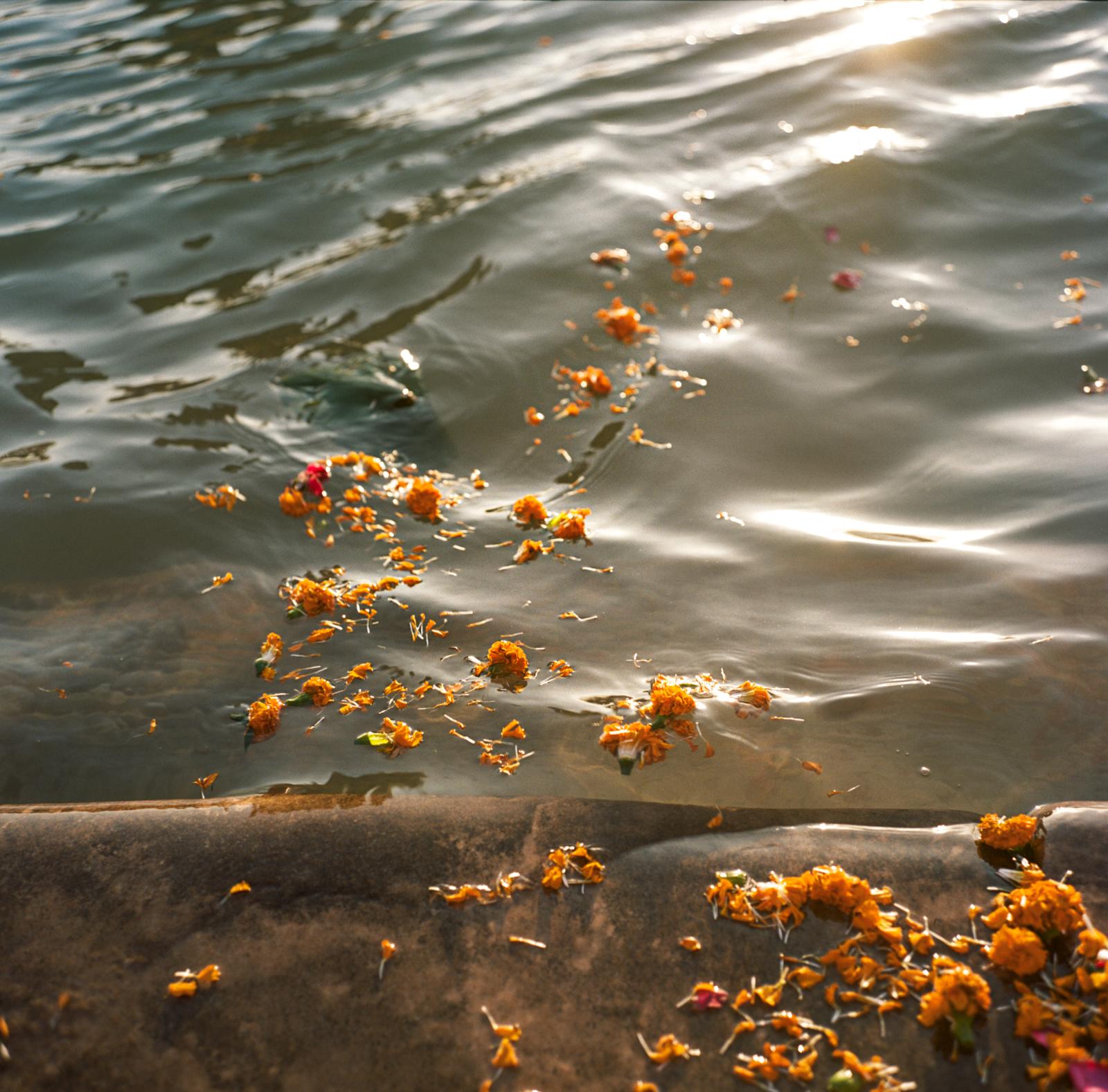 Saving India's Holiest River? - Flowers are offered to the river at Har Ki Pauri ghat in...