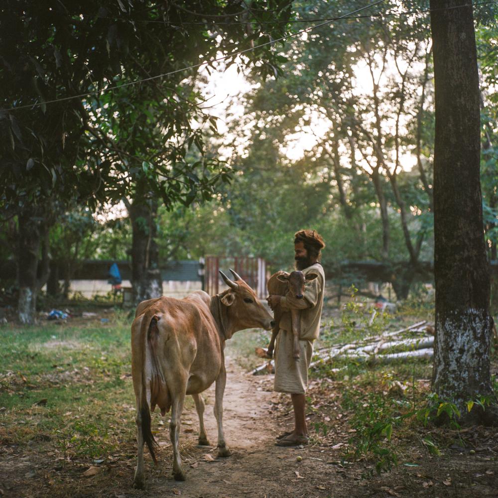 Saving India's Holiest River? - Brahmchari Dayanand, 40, holds a day-old calf at Matri...
