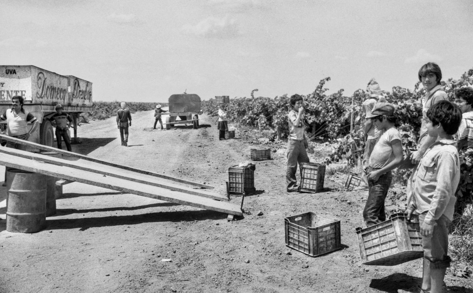The Grape Pickers, Sonora, Mexico