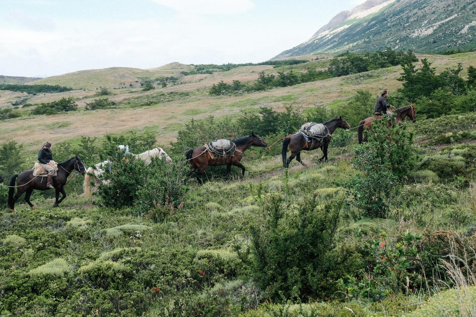 Torres del Paine, horses | Buy this image