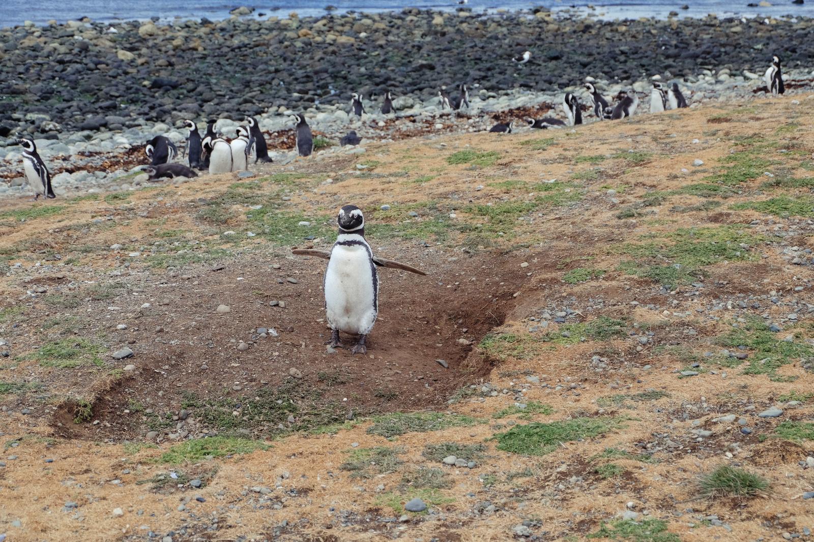 Penguin colony | Buy this image