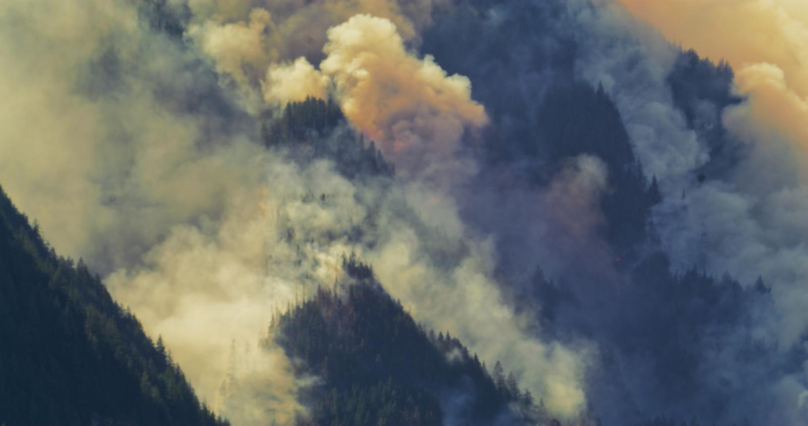 Wildfire Closeup | Buy this image