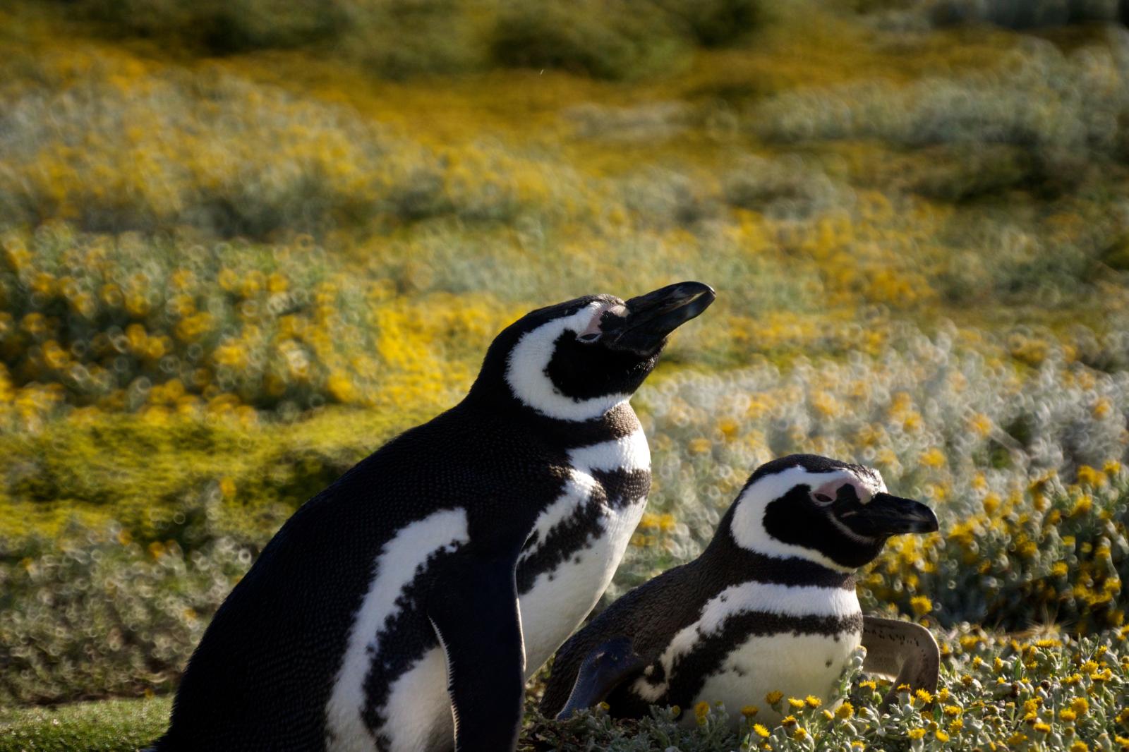 Magellenic Penguins | Buy this image