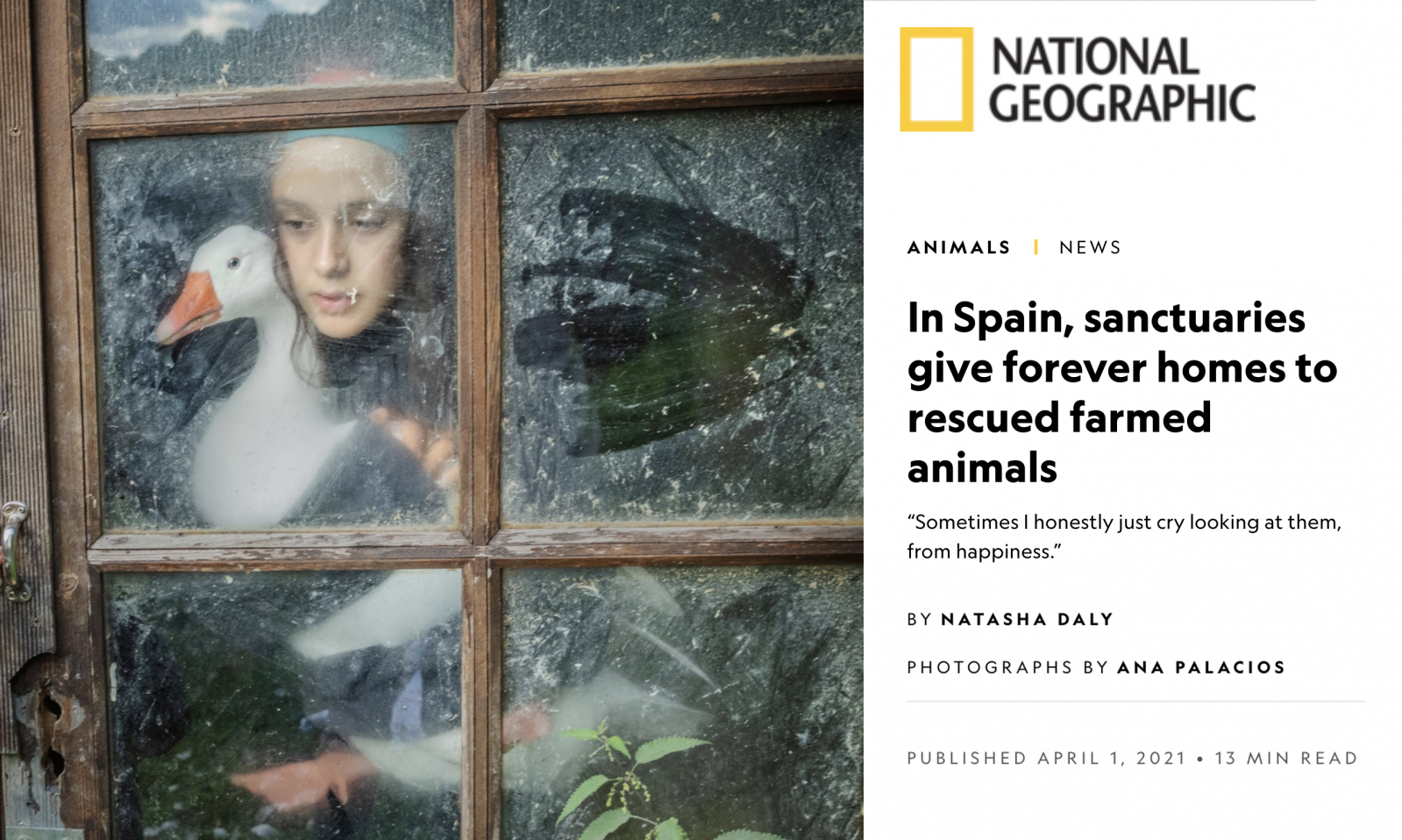 National Geographic: In Spain, sanctuaries give forever homes to rescued farmed animals