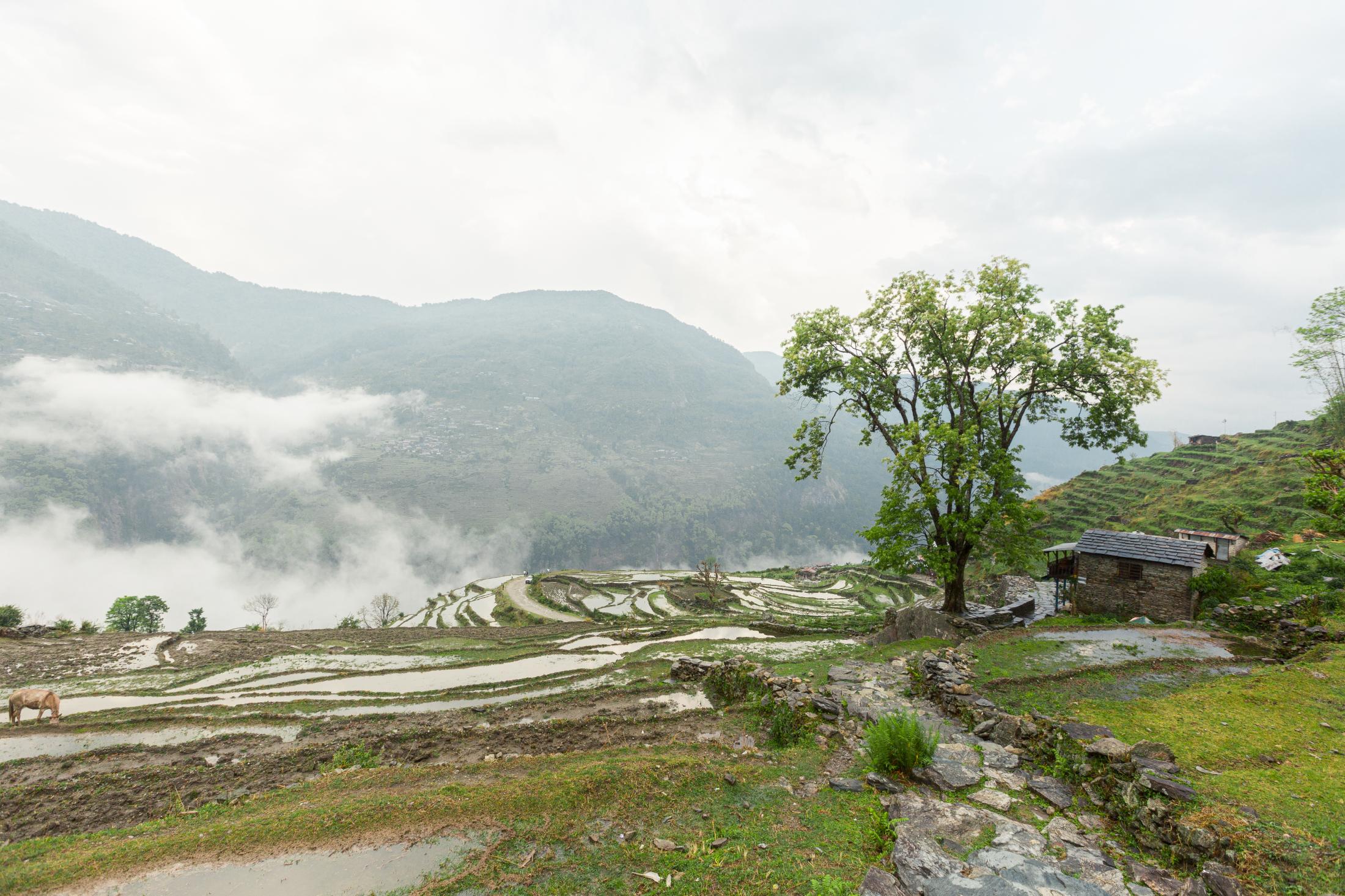 Népal, la route des Annapurna - 