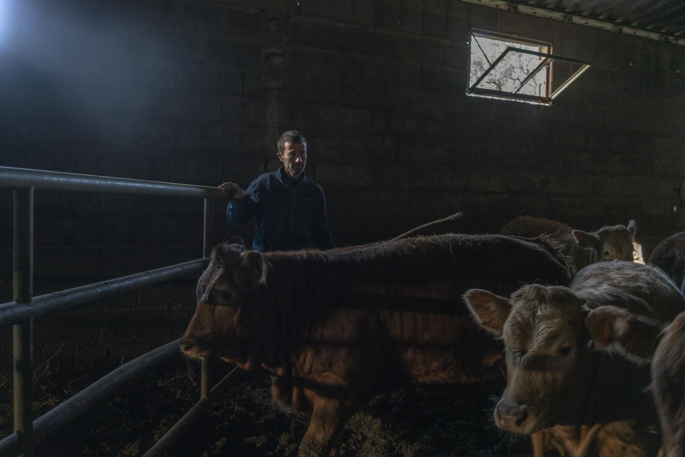 Barroso: An Ancient Farming Culture in Northern Portugal Becomes a World Heritage - Nelson Gomes tends to his cattle at his small property in...