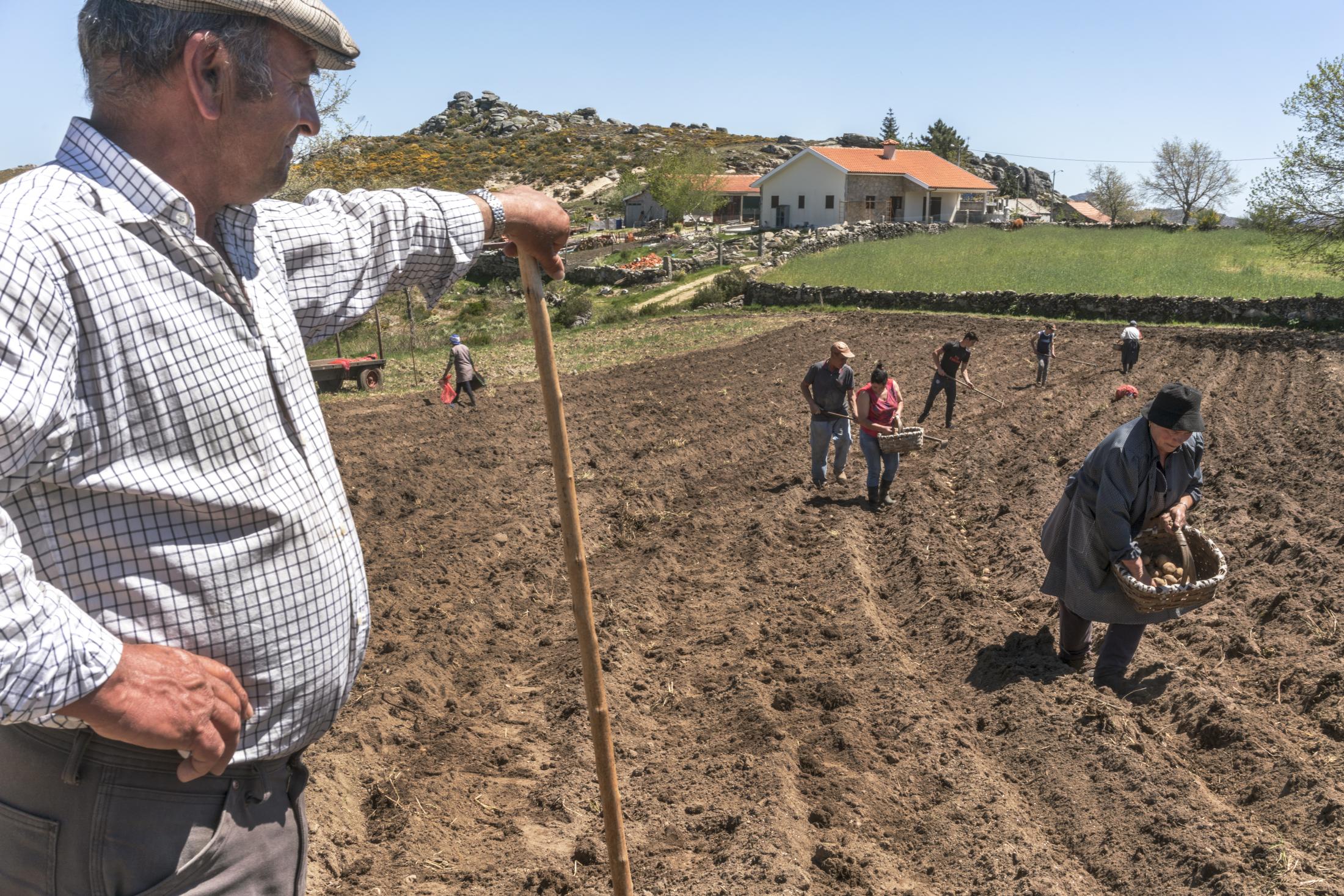 Barroso: An Ancient Farming Culture in Northern Portugal Becomes a World Heritage - Four families in Vilarinho Seco pool their labor and...