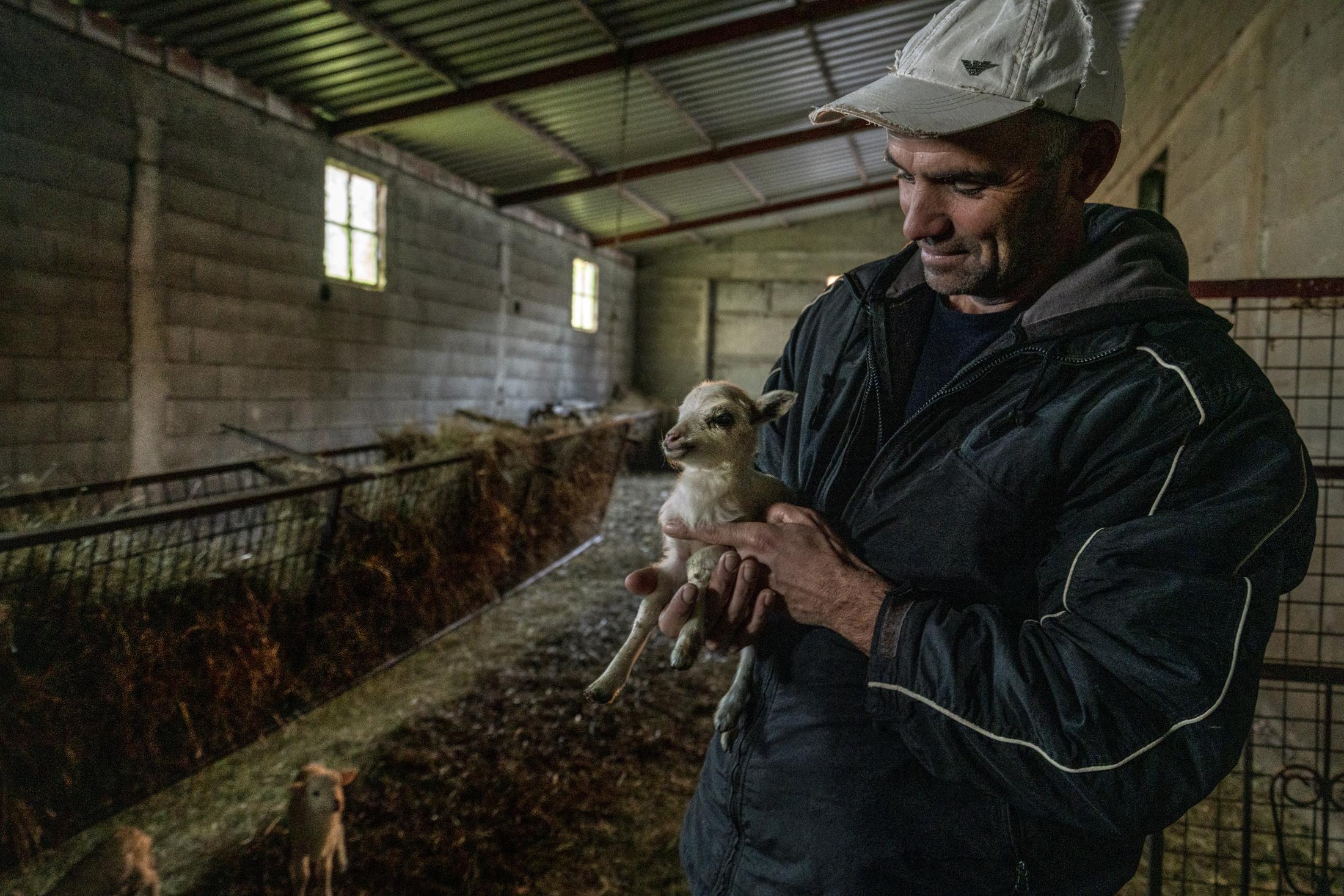 Barroso: An Ancient Farming Culture in Northern Portugal Becomes a World Heritage - Paulo Pires holds a newborn dwarf lamb at his barn in...