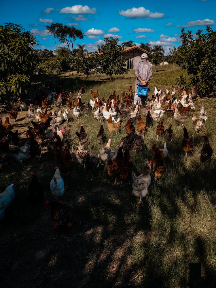 The hens follow Marco, a Brazilian free-range egg producer of a small city in S&atilde;o Paulo&#39;s countryside, at their feeding time towards the hens&#39; house. Although the routine in the hens continuous the same, the pandemic makes it more demanding especially for the small farm producers to deal with taking care of themselves, be sure the lockdown doesn&#39;t affect the animals routine either their supplies, deal with the rising prices and do all the extra procedures with less help. After one year of all the struggles the quarantine life brought, it is a challenge to keep the business running. Ara&ccedil;oiaba da Serra, Brazil. May, 03rd, 2020.