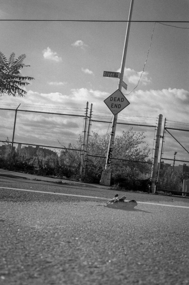 Dead End - Dead pigeon in Brooklyn