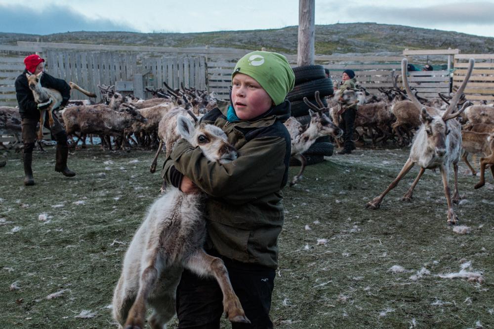 Niillas Heaika, 10, catches a y...re about their herding culture.