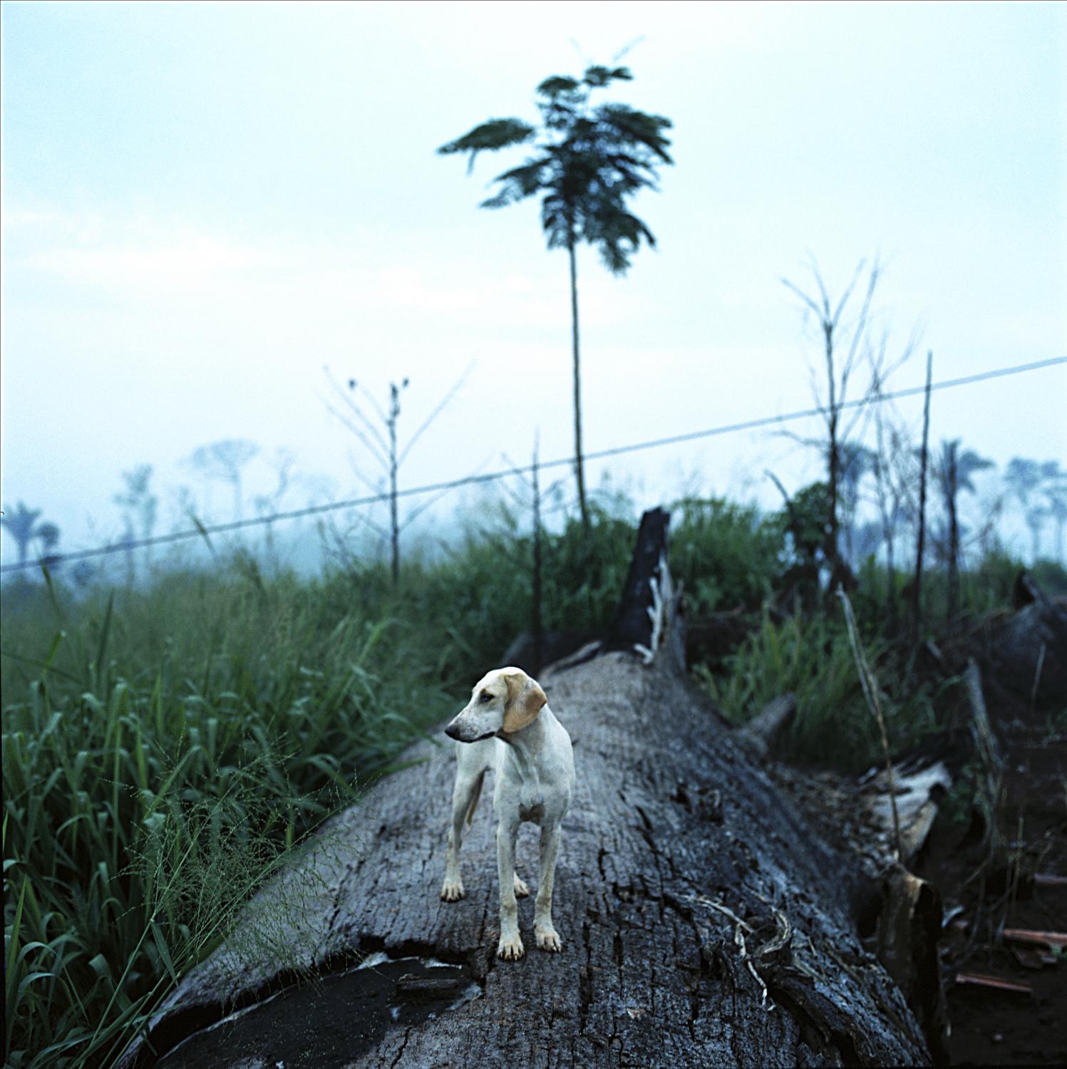 Terra do Meio - Dog stands on a fallen log in a cattle ranch in Terra do...