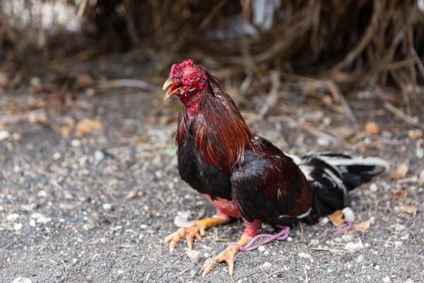 LA ISLA - CUBAN DIARIES - A badly injured rooster at an illegal areana on the...
