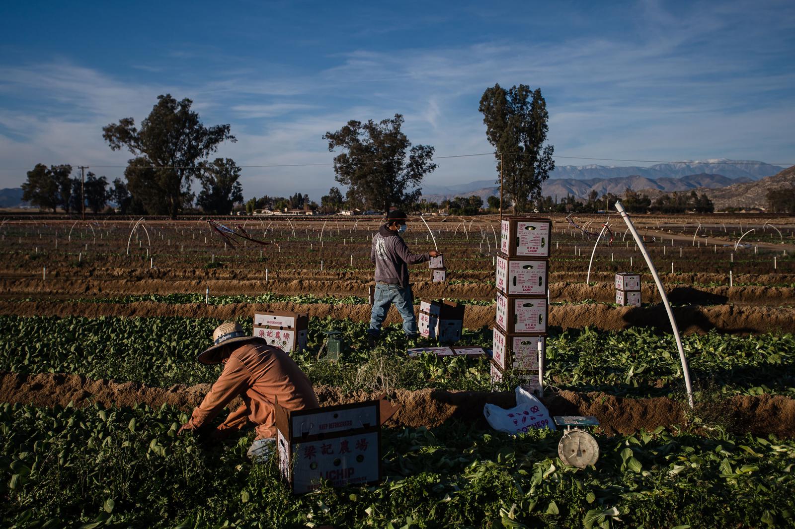 Farmworkers in Hemet, Riverside County, California on February 8, 2021. Riverside County is the first in the nation to prioritize Covid-19 vaccines for farmworkers.