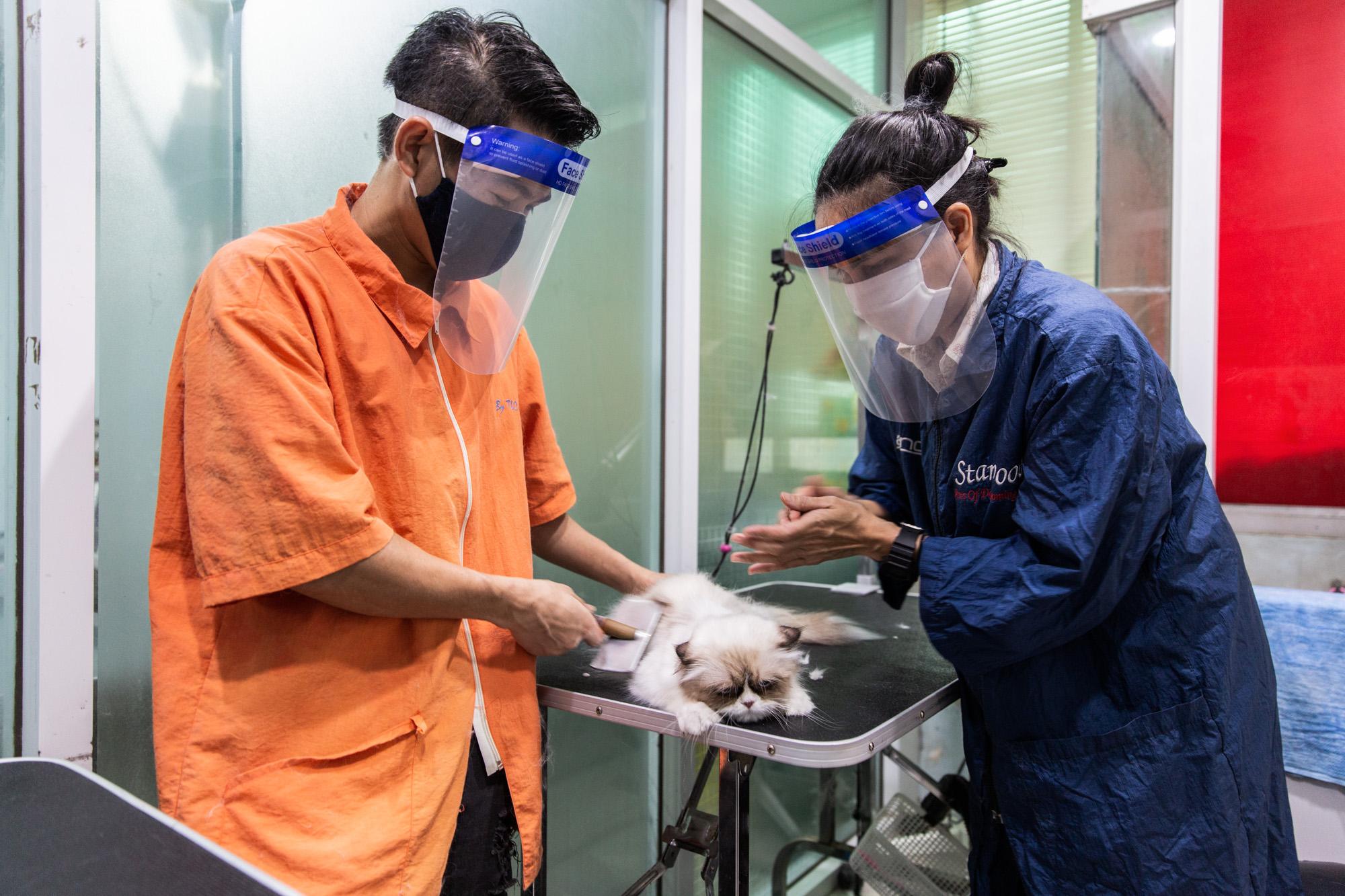 Covid-19: Thailand - Pet groomers tend to a cat while wearing face masks and...