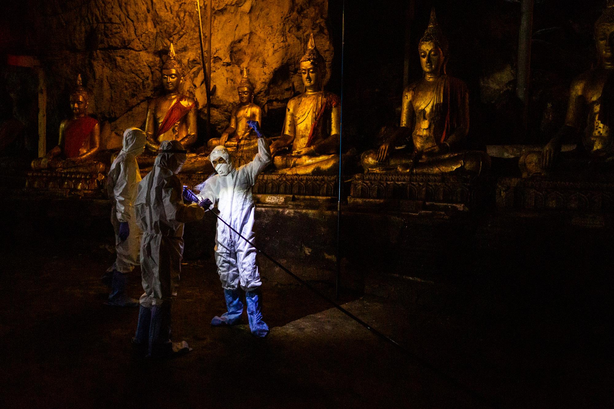 Researchers from the Thai Red Cross Emerging Infections Disease Health Science Center, set up nets in a temple cave to catch bats during a catch...