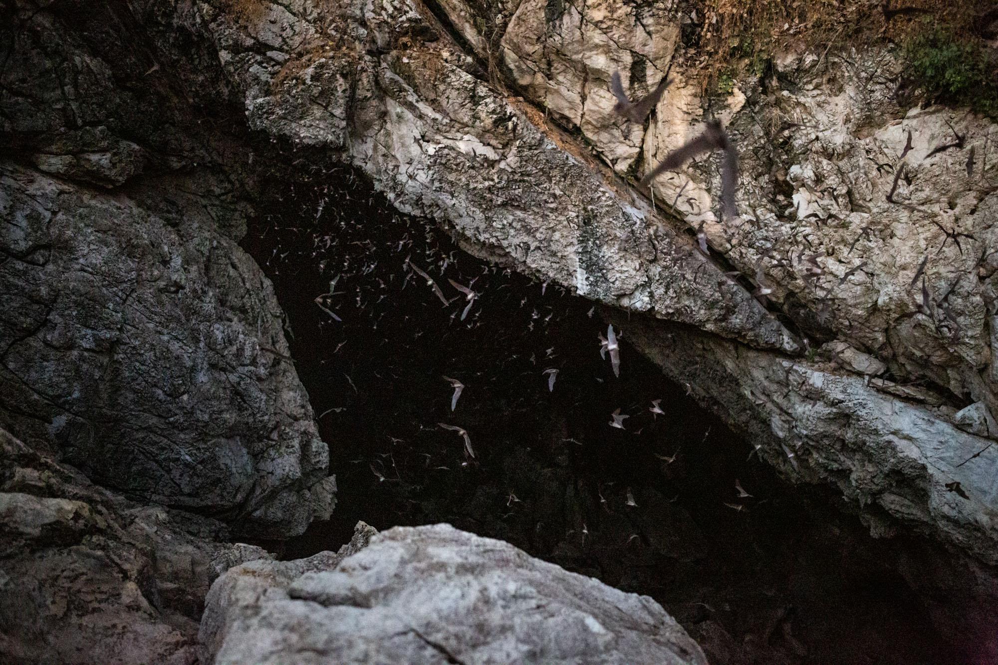 Origins, Understanding Covid-19: Bloomberg - Bats stream out of a crevice to feed at dusk at the Khao...