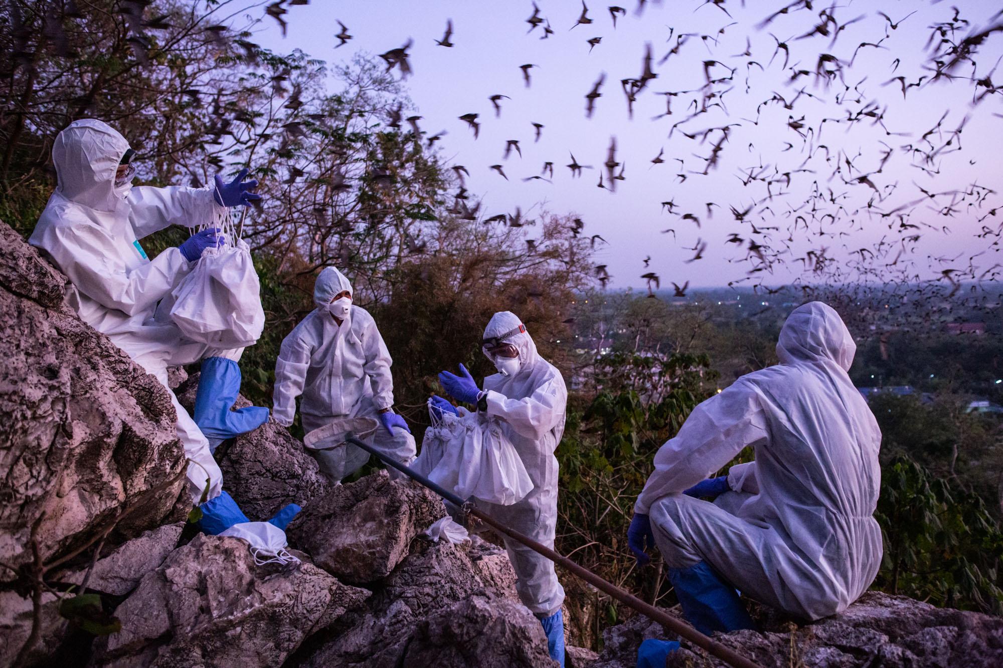 Researchers from the Thai Red Cross Emerging Infections Disease Health Science Center, catch and study bats during a catch and release program at...