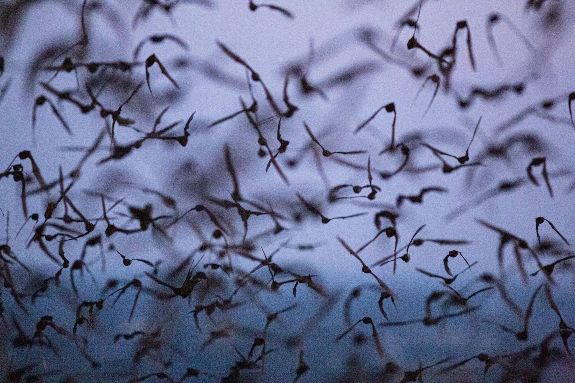 Origins, Understanding Covid-19: Bloomberg - Thousands of bats fly through the evening light near the...