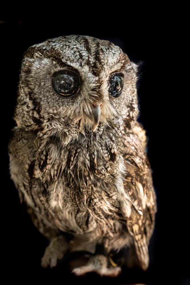 A Western Screech Owl as seen b... at the Sylmar wildlife center.