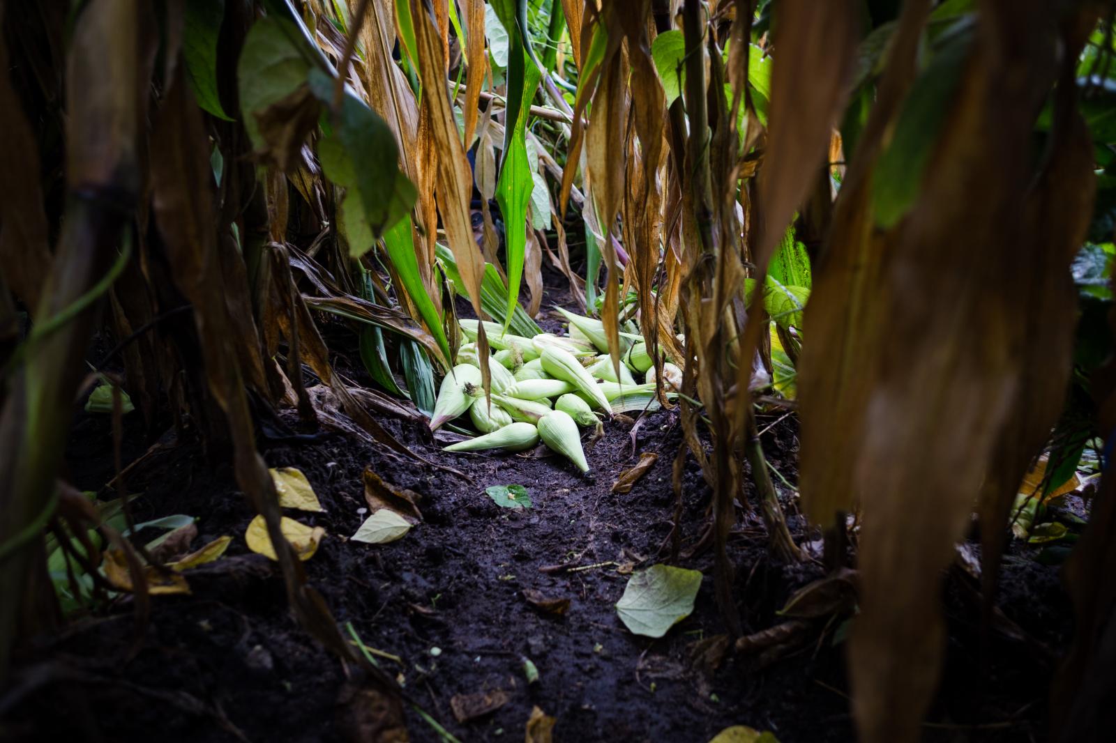 Huerto urbano en pandemia / Urban garden during the pandemic