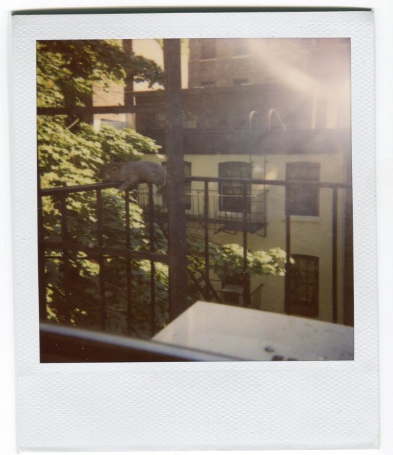 Summer Evening Polaroids