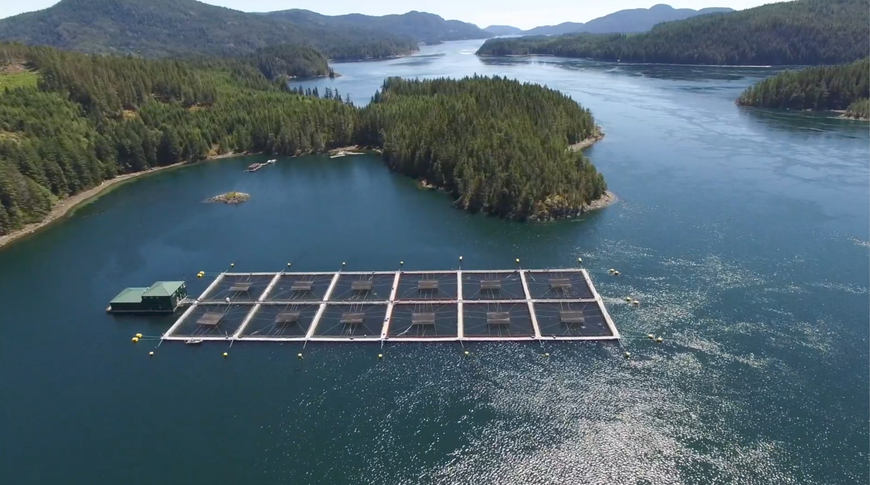 Fish farms transmit viruses to endangered wild salmon