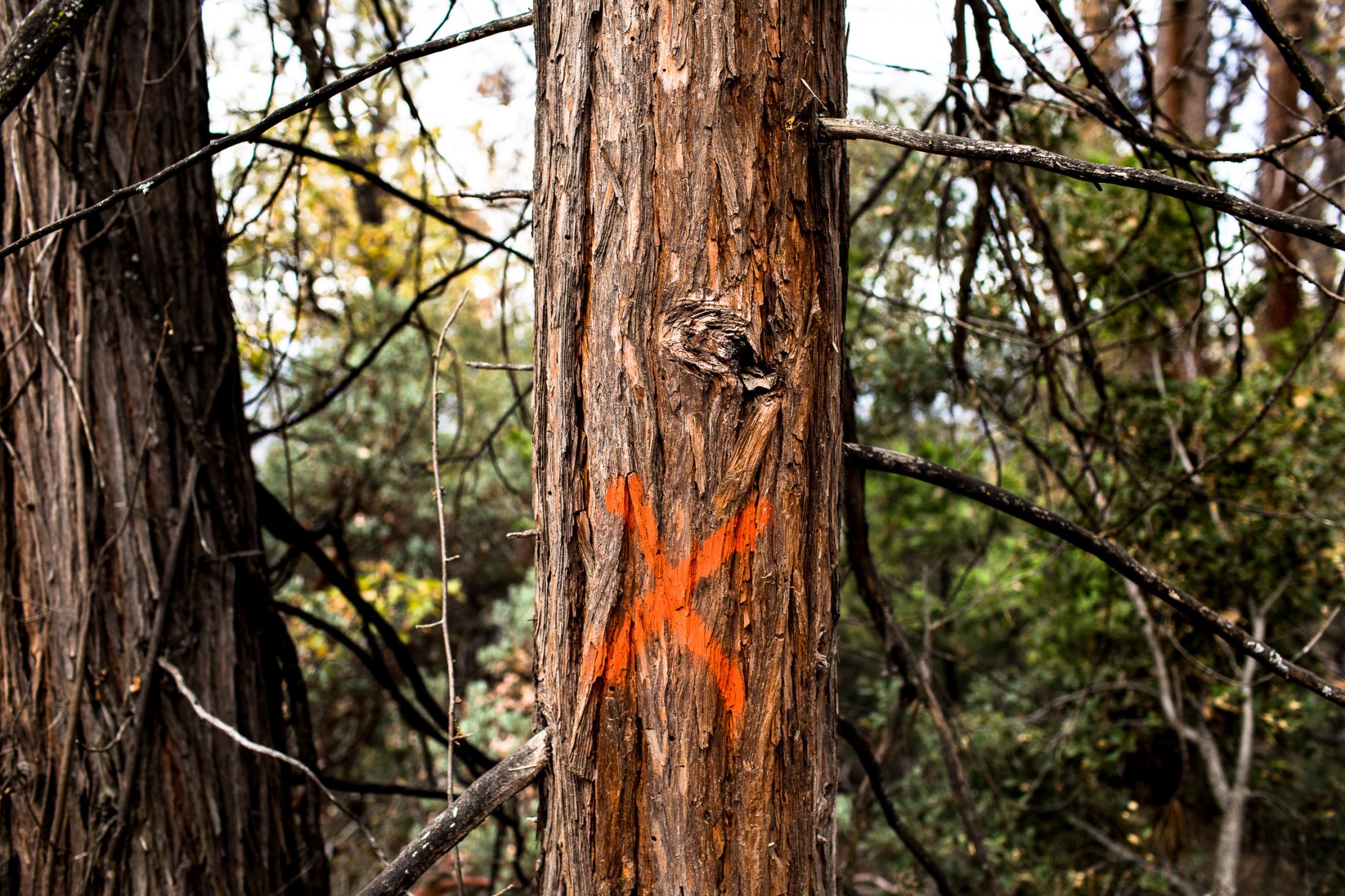  - Prescribed burns  - A tree with bark beetle holes that has been designated...