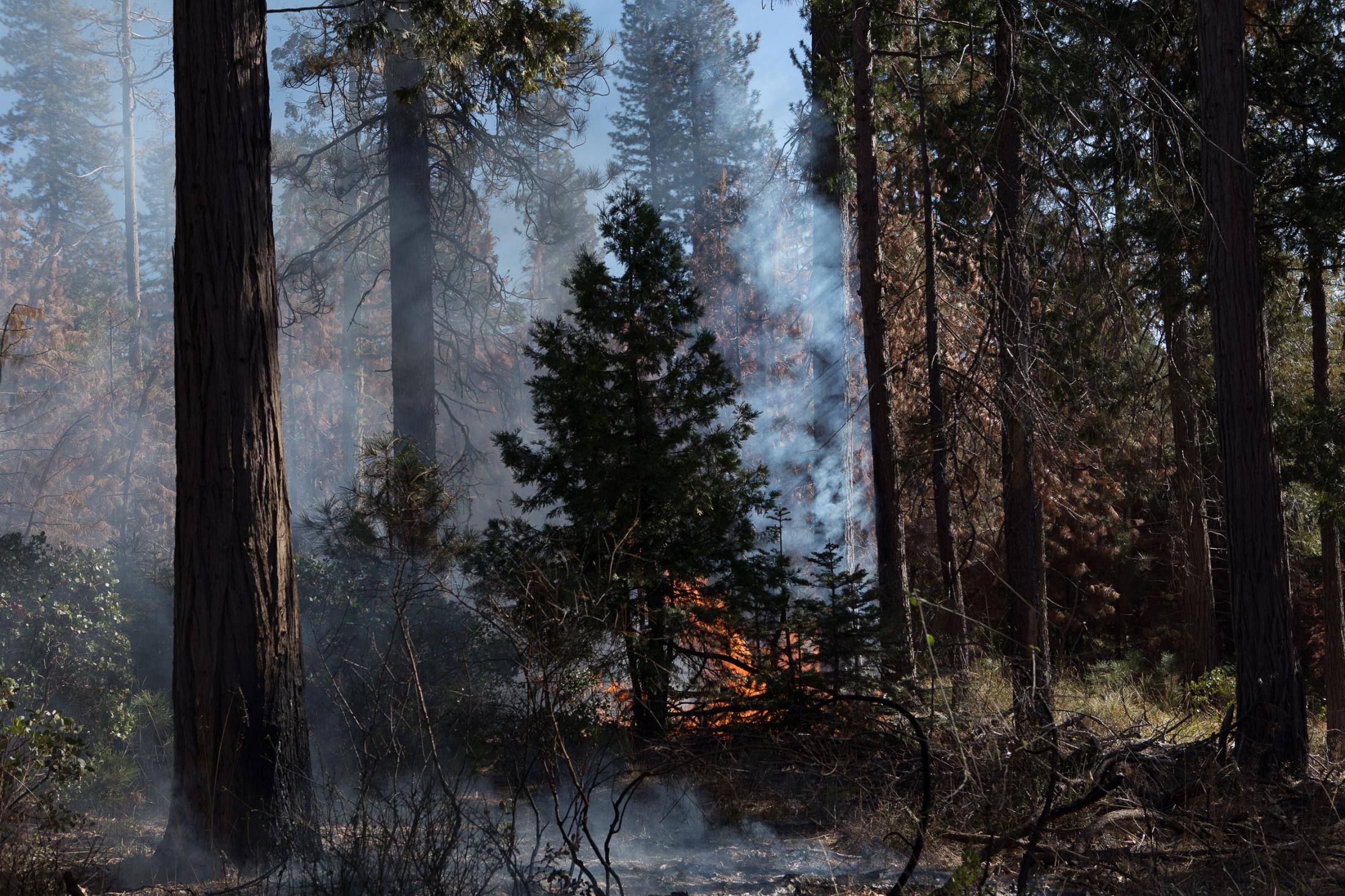 - Prescribed burns  - The prescribed fire burns thought the undergrowth,...