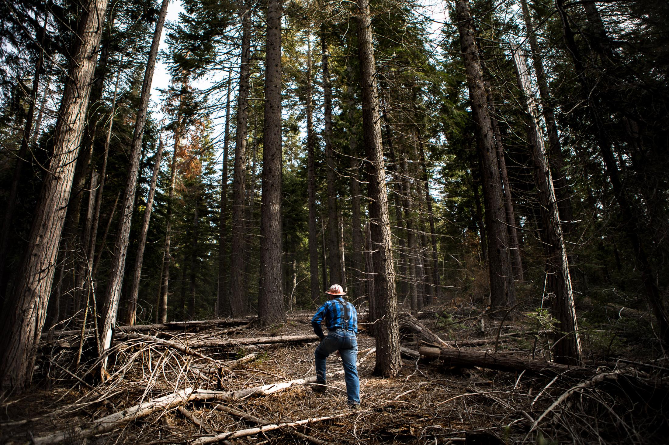  - Prescribed burns  - A logger surveys an area designated by forest management...