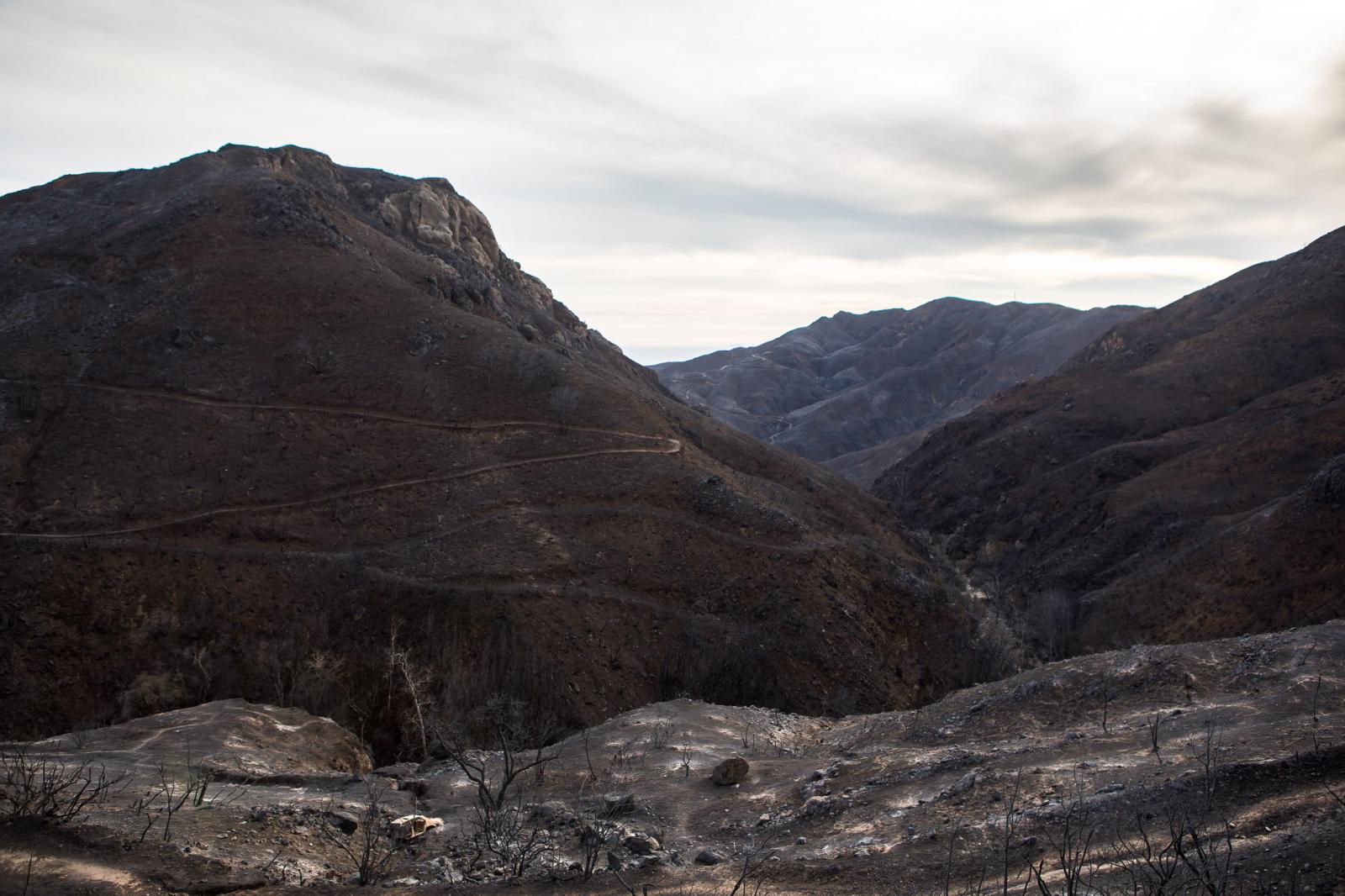 The backbone trails in Malibu -...trees - all vegetation is gone.