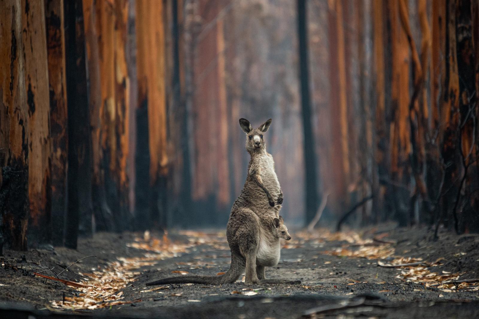 An Eastern grey kangaroo and h...award-winning photojournalists.