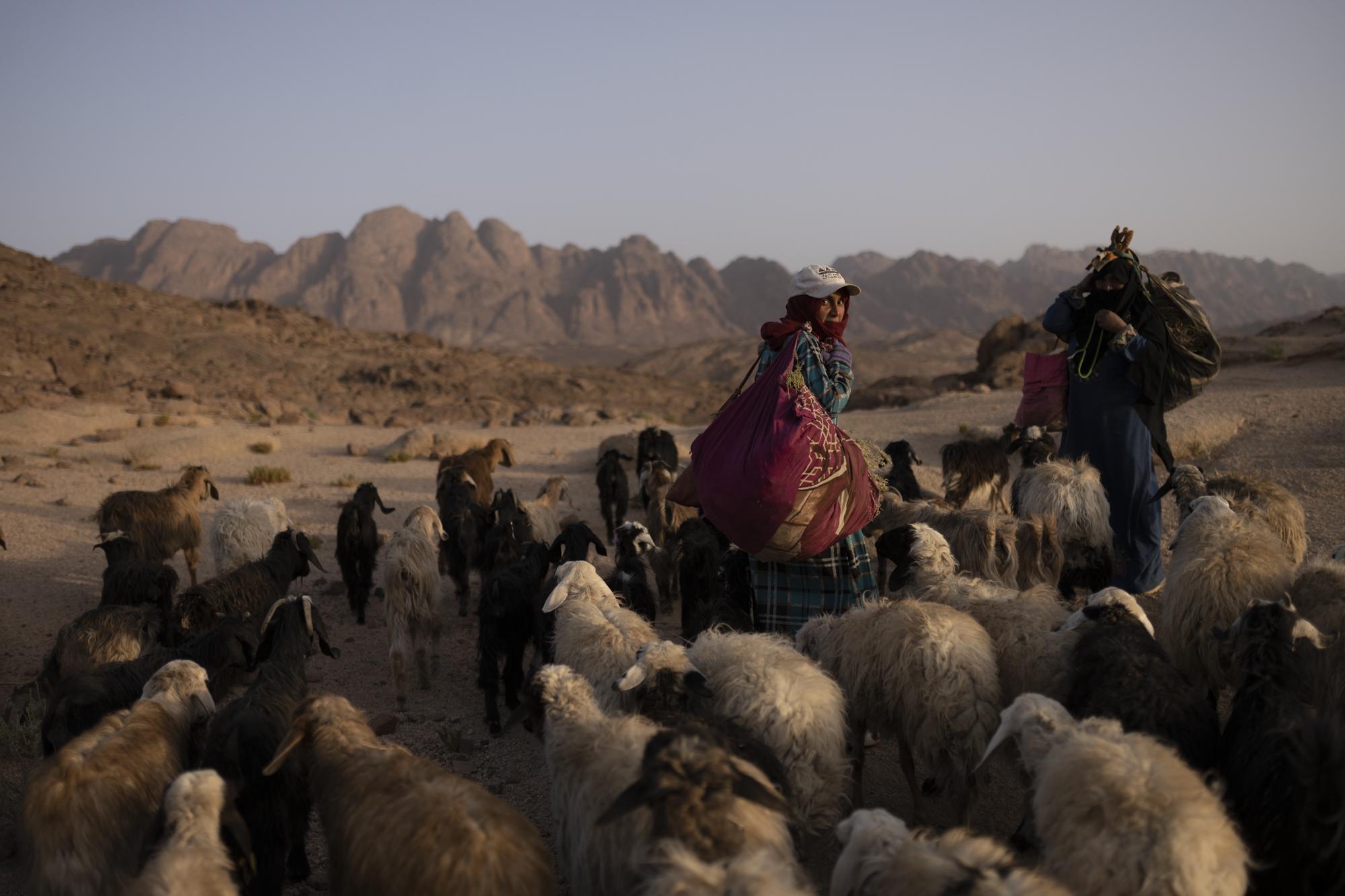 On National Geographic: In one of Egypt's most spiritual places, Bedouins find peace and resilience - Zeinab Ibrahim, 27, makes her way back to the village of Al Tarfa before sunset with three other...