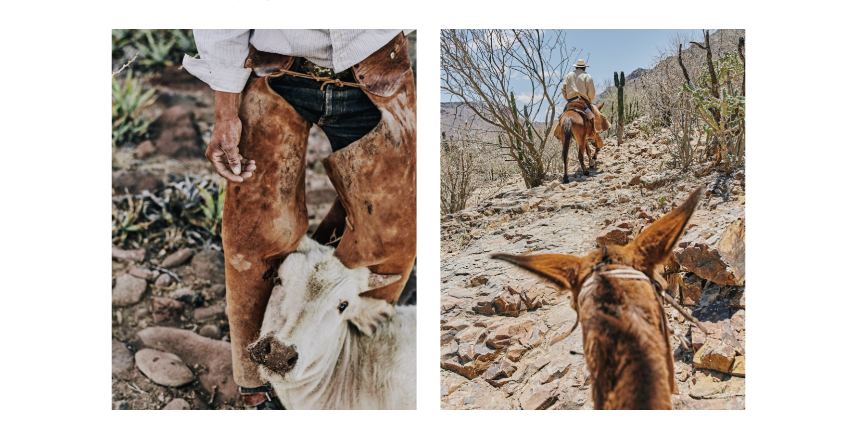 Mexico's cowboys struggle to maintain traditional lifestyle | Photographs by Balazs Gardi -  Left : Eleonary &ldquo;Nary&rdquo; Arce Aguilar drives his mules home to Rancho Mesa San...
