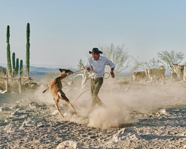 Mexico's cowboys struggle to maintain traditional lifestyle | Photographs by Balazs Gardi - Eleonary &ldquo;Nary&rdquo; Arce Aguilar ropes his pet deer at Rancho Mesa San Esteban in...