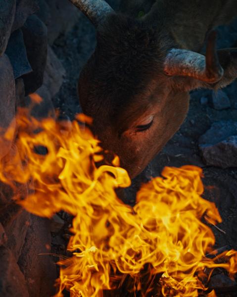 Mexico's cowboys struggle to maintain traditional lifestyle | Photographs by Balazs Gardi - A starving calf tries to eat burning palm fronds from a fire at Rancho Mesa de San Esteban in the...