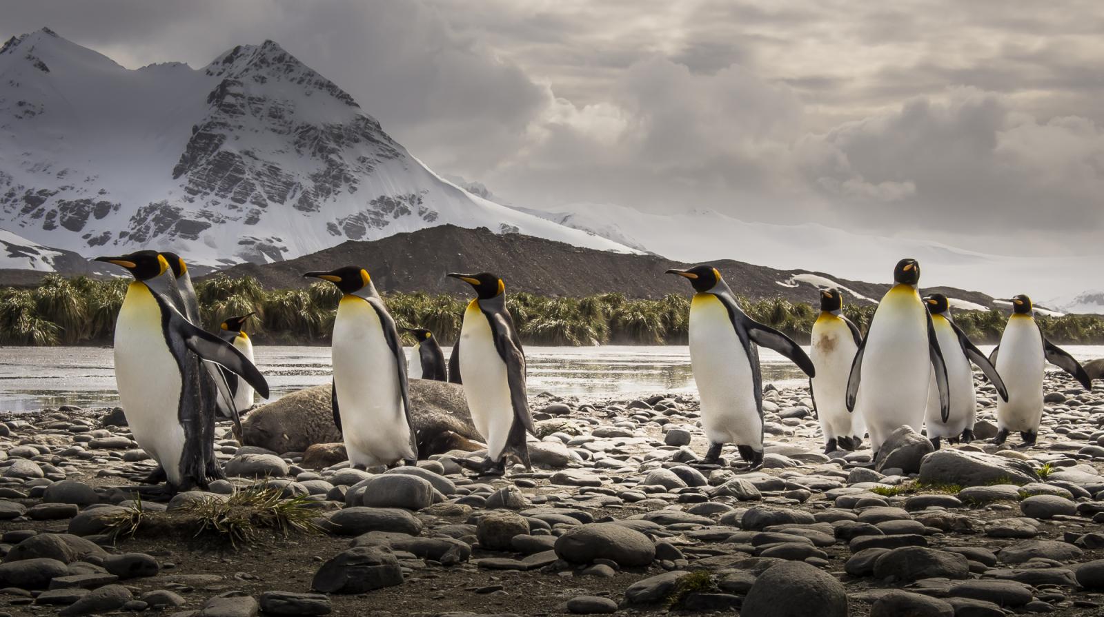King penguins (Aptenodytes pata...erseas territory November, 2012