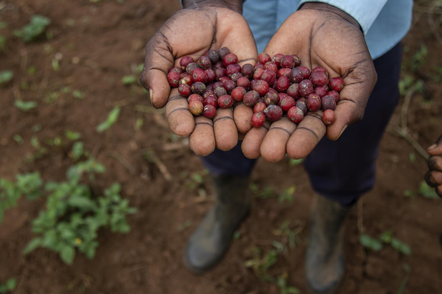 Fairtrade Africa