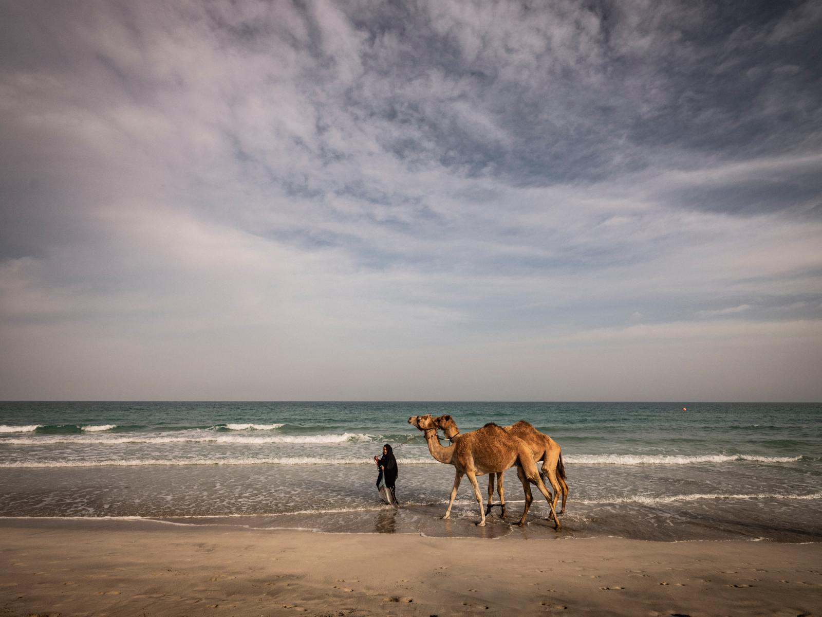 Camels on a beach in Saadiyat Island, Abu Dhabi, UAE