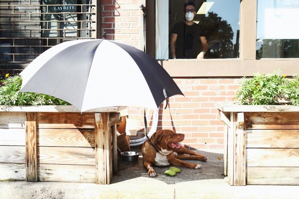 "New York is Back"? - Dog under an umbrella in front of a hair salon. May 2020, Brooklyn.