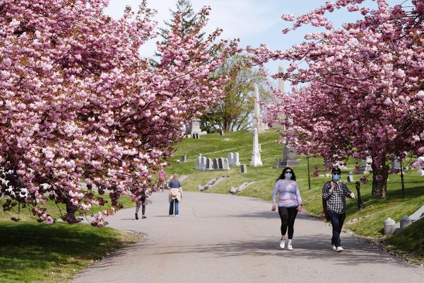 "New York is Back"? - People walking in Green Wood Cemetery during cherry blossom season. May 2020, Brooklyn.