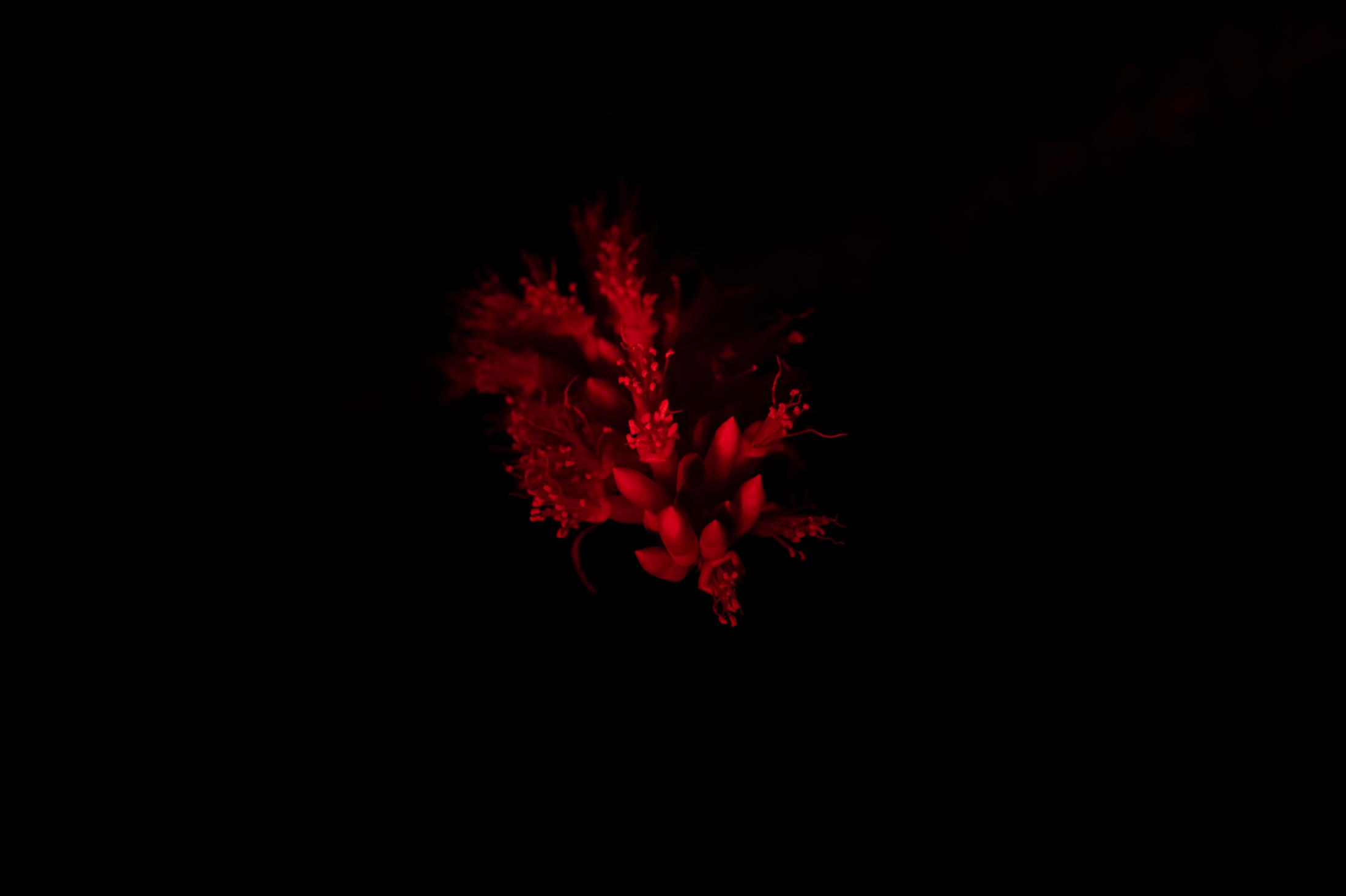 Red flower at night.&nbsp;