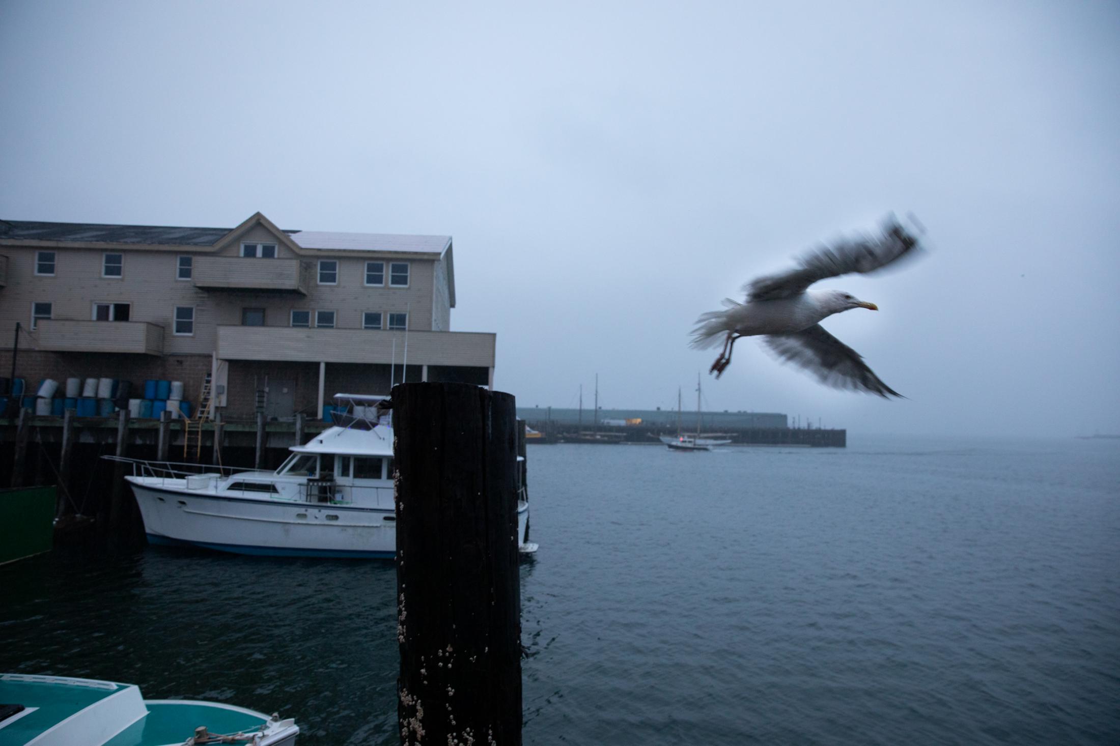 Belonging - A seagull flys away on a working dock in downtown...
