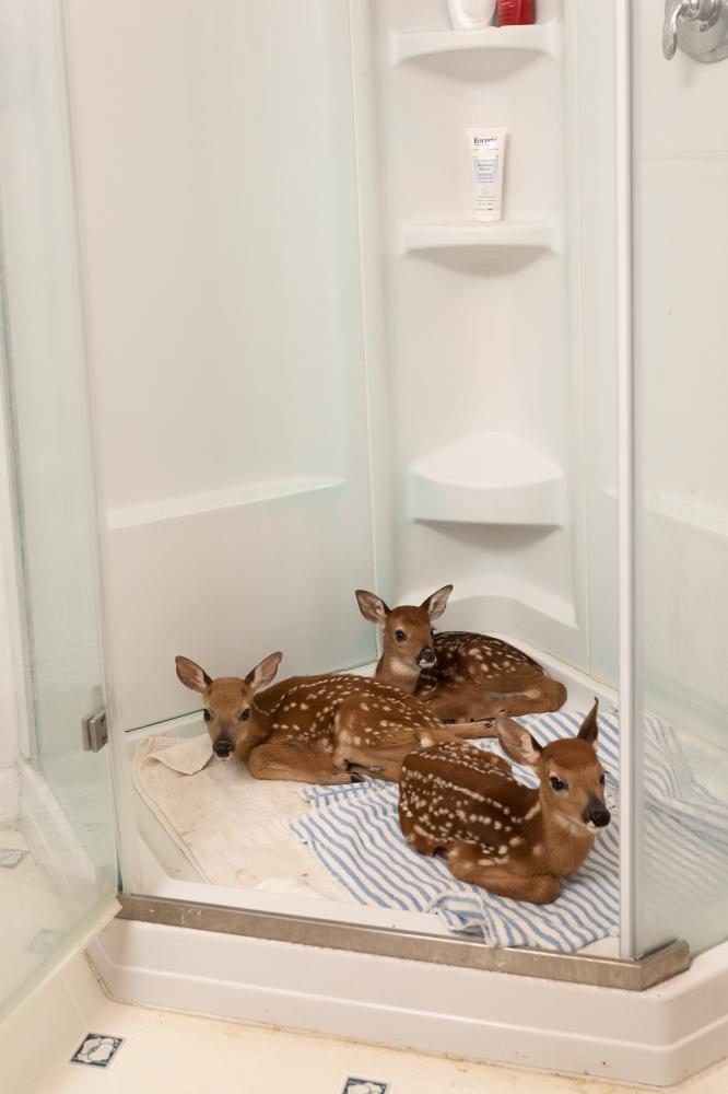 Fawns shelter overnight in a volunteer&#39;s shower.