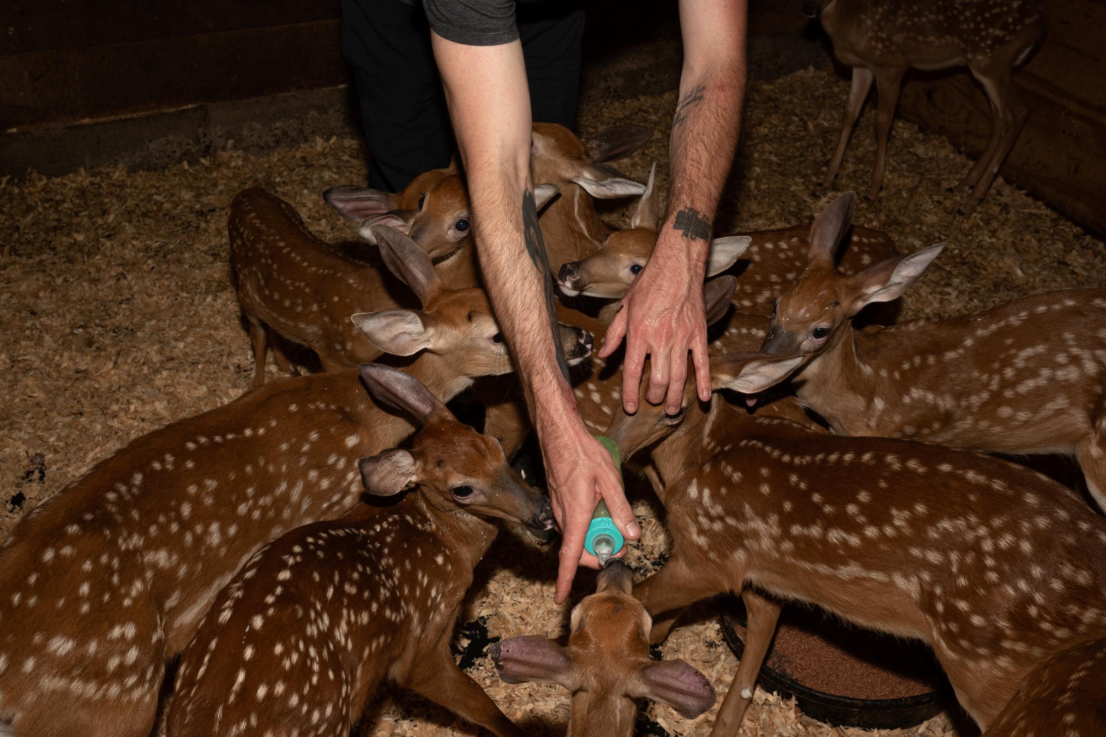 It Takes a Village - Patrick of Animal Nation, feeding fawns who were orphaned...