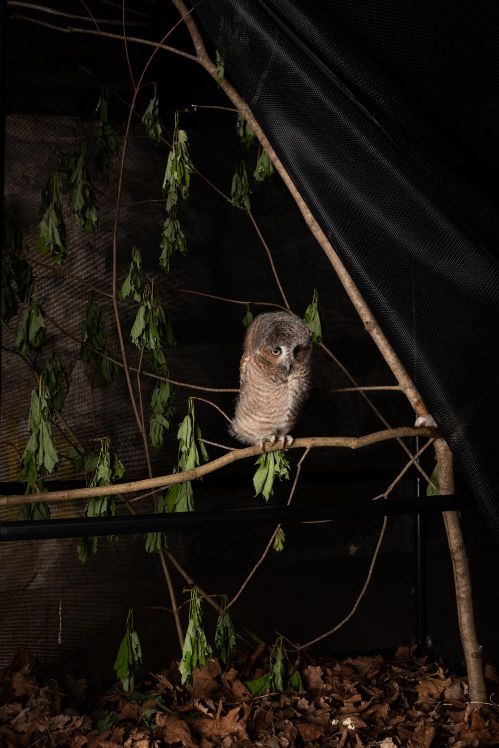 It Takes a Village - A Screech owlet found at a construction site.