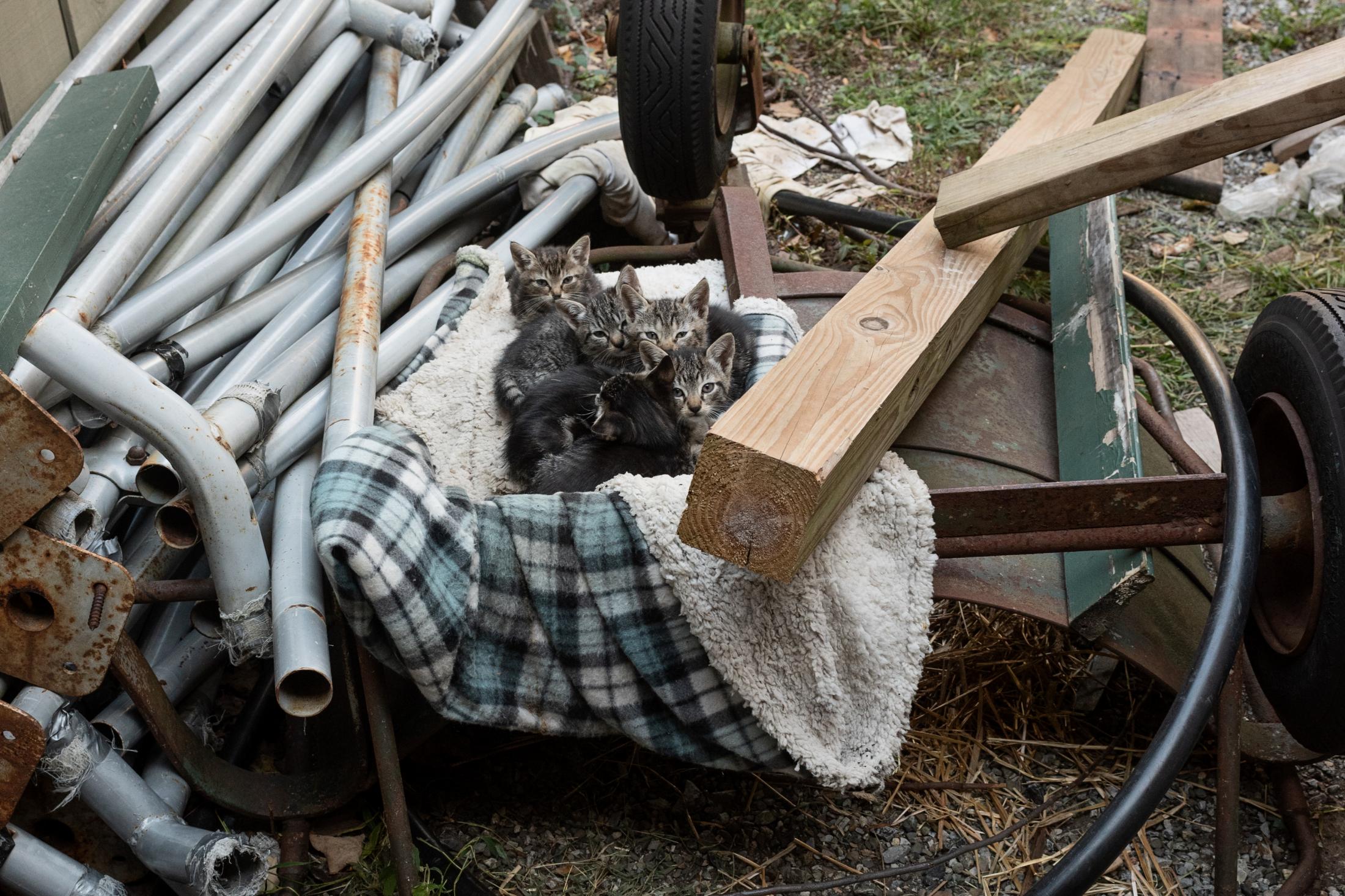 It Takes a Village - Despite several attempts, these feral kittens were never...