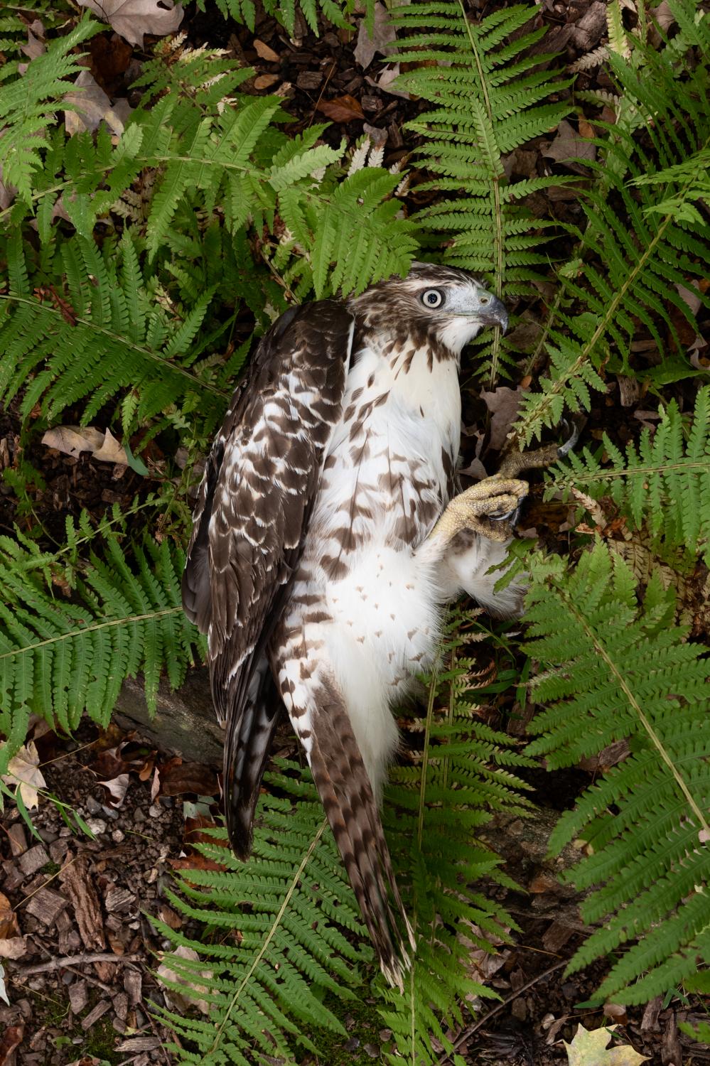 It Takes a Village - A Red-Tailed hawk with paralysis from West Nile Virus.